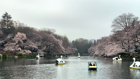 A-magical-scene-Cherry-Blossoms-in-bloom-on-the-shore-of-the-at-Inokashira-Park-lake