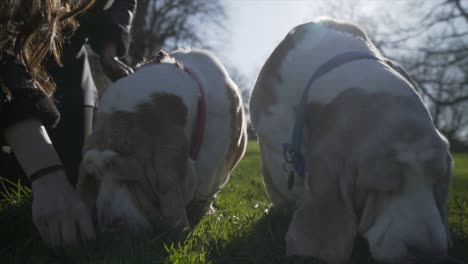 2-Bassett-Hounds-eating-an-Ice-Cream-in-a-park-in-slow-motion