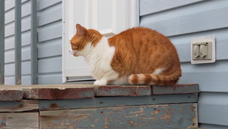 Katze-Sitzt-Draußen-Auf-Holzstufe