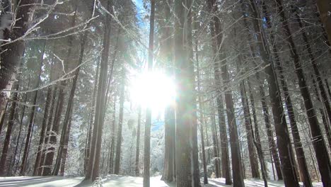 Die-Sonnenstrahlen-Aus-Dem-Wald-An-Einem-Wunderschönen-Wintertag-Oben-In-Den-Bergen