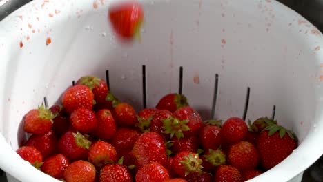 Slow-motion-wet-strawberries-tumble-into-a-white-colander-and-bounce