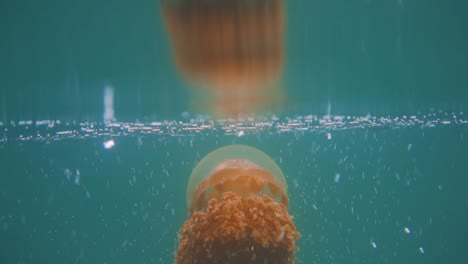 a-orange-jellyfish-swimming-in-slow-motion-just-below-the-surface-of-a-lake