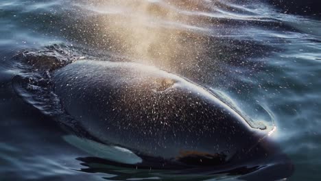 Orca-Respira-Muy-Cerca-Soplando-Spray-Close-Shot-Slowmotion