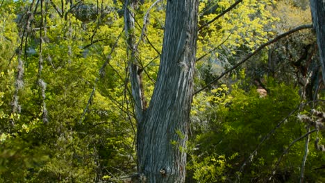 Rack-Fokus-Von-Kiefern-Bis-Hin-Zu-Zypressen-In-Einem-Wunderschönen-Wald-In-Texas