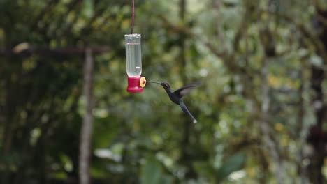 Hummingbird-drinking-water-on-a-feeder-in-Mindo-Ecuador-gardens