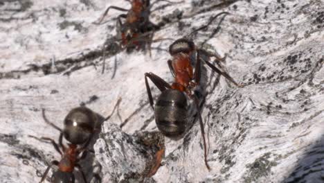 Nahaufnahme-Einer-Ameise,-Die-In-Zeitlupe-Auf-Einer-Grauen-Holzoberfläche-Um-Andere-Ameisen-Herumläuft