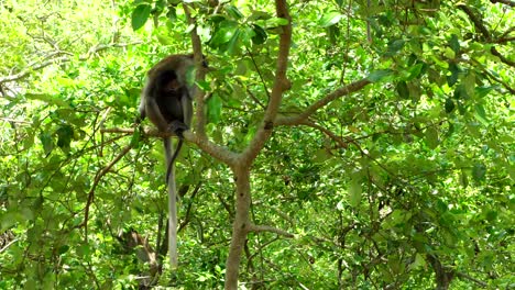 Wilder-Weiblicher-Affe,-Der-Ihren-Sohn-Auf-Mangrovenbaum-Hält