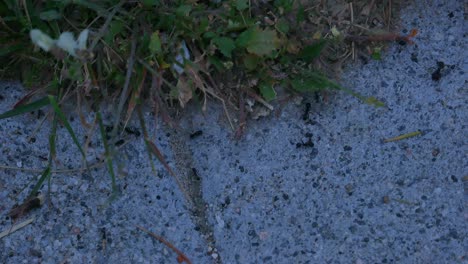 A-messy-row-of-ants-on-a-sidewalk