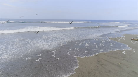 AERIAL:-Slow-Motion-pelicans-and-seagulls-flying-on-tropical-beach,-Honduras-2