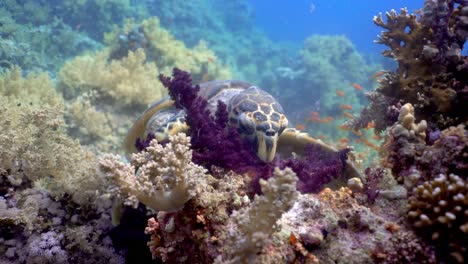 Hawksbill-sea-turtle-eating-soft-coral