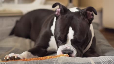 Dog-Lying-on-Cushion-Chewing-Pet-Treat-indoor