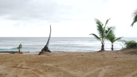 Palmless-Palm-Tree-in-Puerto-Rico