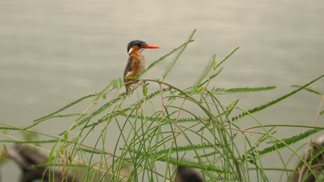 Malachite-Kingfisher-sits-on-green-plant-next-to-water's-edge-on-a-windy-day