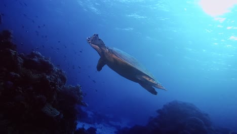 Sea-turtle-swimming-gracefully-by-the-coral-reef
