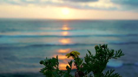 Gelbe-Blume,-Die-Sich-Während-Eines-Stimmungsvollen-Sonnenuntergangs-über-Dem-Pazifischen-Ozean-In-San-Diego-Im-Wind-Bewegt