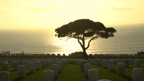 Camera-zooming-in-on-a-silhouetted-tree-at-a-military-graveyard-with-hundreds-of-grave-stones-of-fallen-soldiers