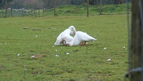 Two-white-geese-fighting-on-a-farm