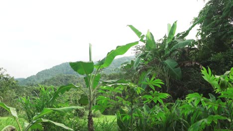 Pan-Up-Eines-Bio-Obstgartens-In-Lateinamerika