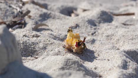 Two-wasps-fight-over-left-over-apple-fruit-on-a-sand-beach
