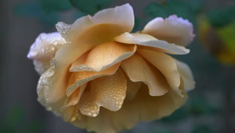 Close-shot-of-yellow-garden-rose-with-water-droplets-on-petals-swaying-in-the-breeze
