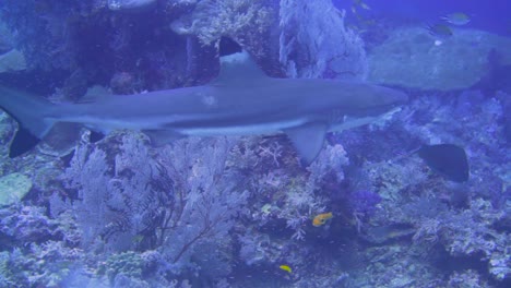 a-curious-blacktip-reef-shark-is-approaching-the-camera-as-it-swims-close-to-the-reef