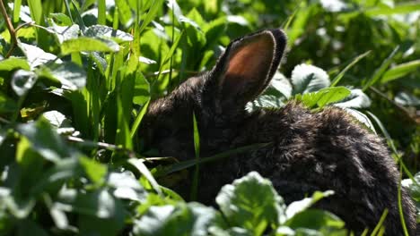 A-cute-little-bunny-eating-grass-and-leaves-on-a-sunny-day