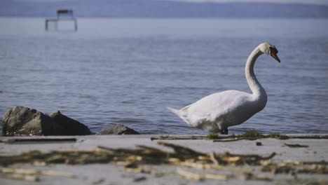 Closer-afternoon-view-footage-from-a-drinking-swan-on-the-shore-of-Zamárdi,-Lake-Balaton