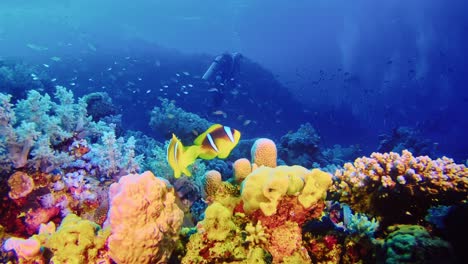 Foreground-scene-of-colorful-coral-reef-life-and-a-diver-in-background