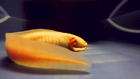 Albine-Schwimmen-Axolotl-Im-Wassertank