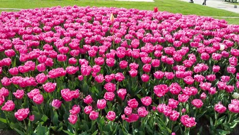 Tulipanes-Rosas-En-El-Parque-De-La-Ciudad