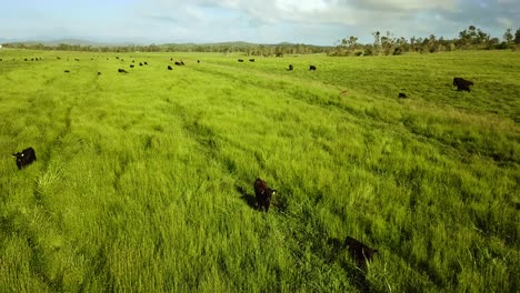 Aerial-view-of-a-pasture-with-grazing-cattle