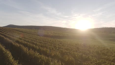 Sun-rising-over-a-vineyard