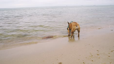Französische-Bulldogge-Viel-Spaß-Am-Meer