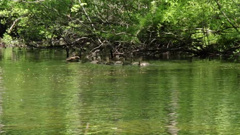 A-goose-family-with-mid-size-geese-offspring-float-through-a-creek-with-light-seeping-through-the-trees-creating-an-interesting-pattern-on-the-creek