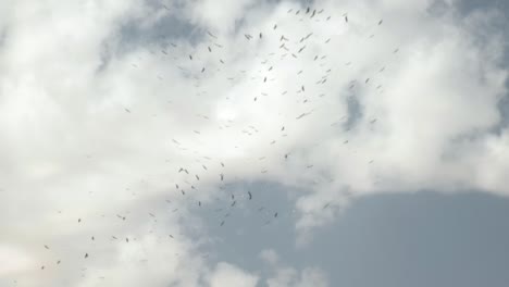 Blick-Auf-Schöne-Vögel,-Die-Zusammen-Von-Einer-Nilkreuzfahrt-Fliegen