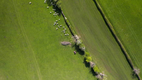 Rotating-Birds-Eye-Shot-of-Sheep-Being-Herded-through-a-Gate-chased-by-Farmer-on-Quad-Bike-in-North-Yorkshire,-England-on-Sunny-Day