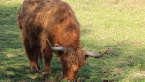 Furry-highland-cow-in-Isle-of-Skye,-Scotland