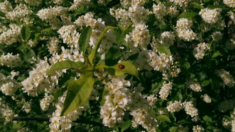 Lady-bug-on-Schersmin-Philadelphus-or-Green-Spire-tree-during-spring