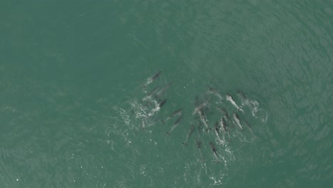Vogelperspektive-Von-Delfinen,-Die-In-Vleesbaai,-Westkap,-Südafrika-Spielen