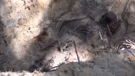 Exhumierung-Ist-Das-Ausgraben,-Insbesondere-Einer-Leiche