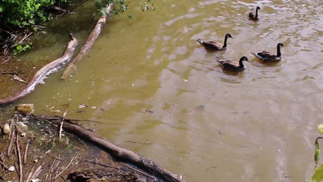 Ducks-swim-away-from-the-trash-along-a-bulkhead-in-Cleveland,-Ohio