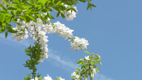 Zeitraffer-Eines-Apfelbaums-In-Voller-Blüte-Vor-Einem-Klaren,-Blauen-Himmel