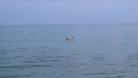 Wide-shot-of-seagull-relaxing-in-the-water-without-moving-in-the-sea-during-summer