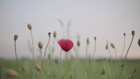 Red-poppy-on-green-field-with-blurred-background