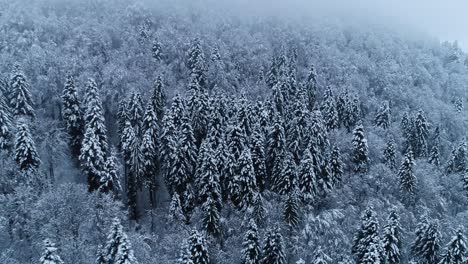 Aerial-orbit-around-a-white-winter-forest