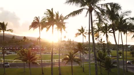Cinematic-Drone-Shot-flying-through-the-palm-trees-on-the-Brigham-Young-University-Hawaii-campus