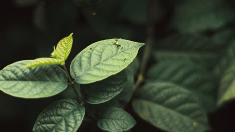 Paar-Ameisen-Auf-Den-Blättern