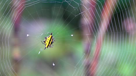 Yellow-and-black-jewel-spider-waits-on-spiderweb,-Gasteracantha-fornicata