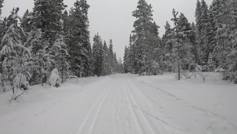 Timelapse-walk-through-winter-snowy-forest