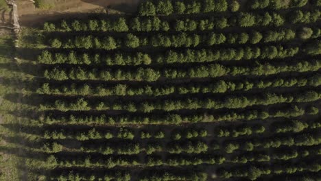 aerial-view-of-coffee-plantations-in-Brasil